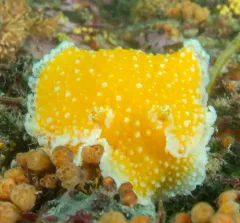 Orange-peel Nudibranch thumbnail 3