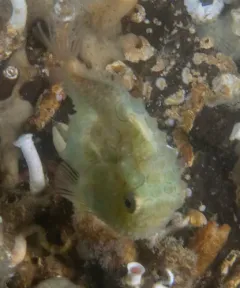Pacific Spiny Lumpsucker thumbnail 4