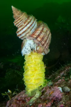 Lyre Whelk thumbnail 2