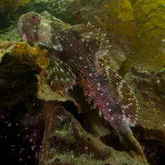 Great Sculpin thumbnail 4