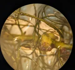 Farwell's Water-milfoil thumbnail 3