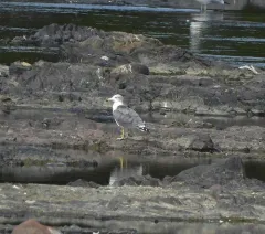 Black-tailed Gull thumbnail 3