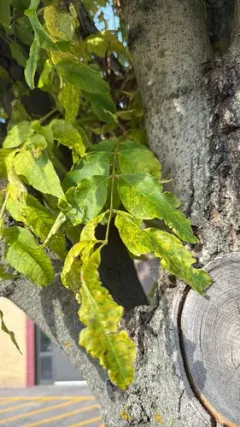 Manchurian Ash thumbnail 2