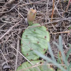 low pricklypear thumbnail 3