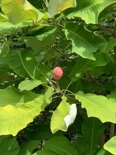 bigleaf magnolia