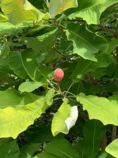 bigleaf magnolia thumbnail 1