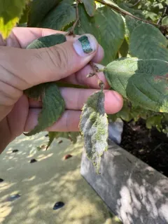 Erysiphe ellisii thumbnail 2