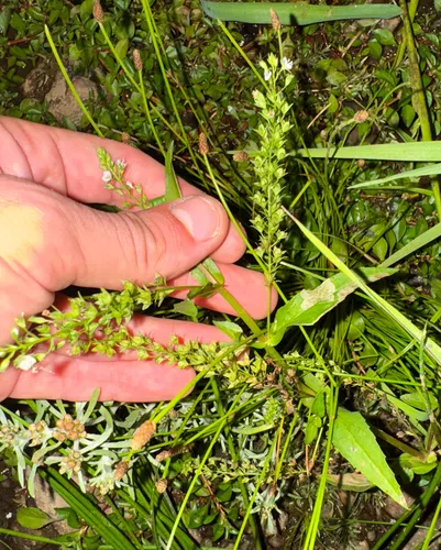 chain speedwell