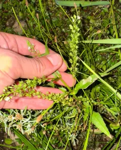 chain speedwell thumbnail 1