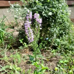Long-leaved Speedwell thumbnail 1