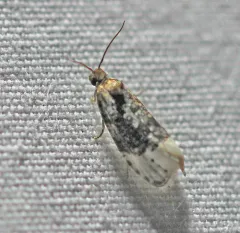 Off-white Hedya Moth thumbnail 2