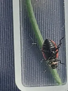 Broad-striped Lady Beetle thumbnail 2