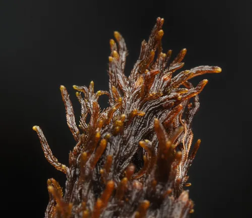 Monster Pawwort