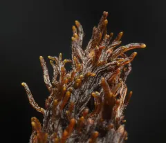 Monster Pawwort thumbnail 1