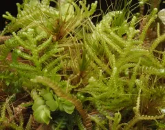 Lepidozia filamentosa thumbnail 4