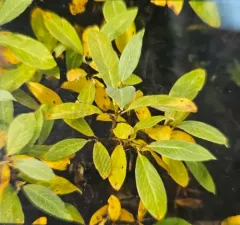 drummond's willow thumbnail 2