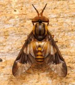 Chrysops celatus thumbnail 2