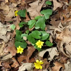 lesser celandine thumbnail 2