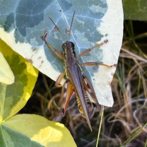 Devastating Grasshopper