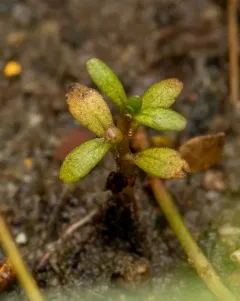 Shortseed Waterwort thumbnail 3