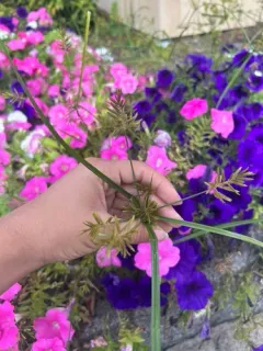 Asian Flatsedge thumbnail 2