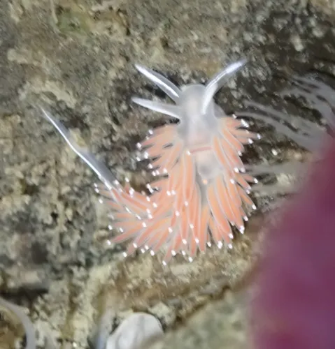 Coryphella longicaudata