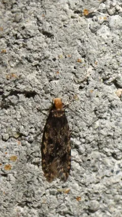 Homosetia marginimaculella thumbnail 2