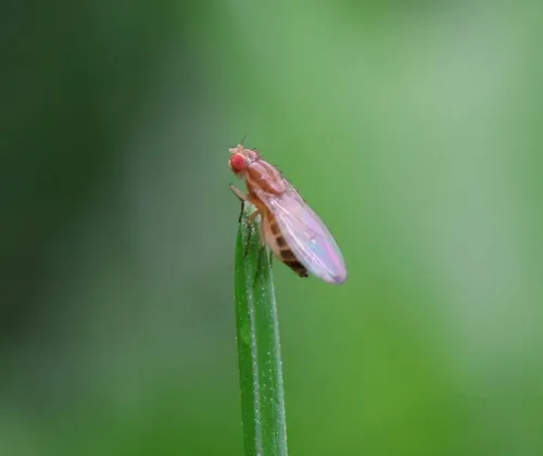 Scaptomyza pallida