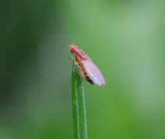 Scaptomyza pallida thumbnail 1