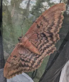 Owl Moth thumbnail 4