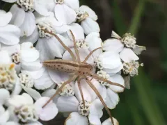 Tibellus asiaticus thumbnail 3