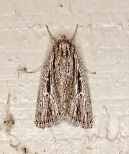 Setagrotis radiola