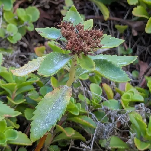Erysiphe sedi