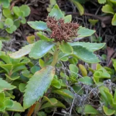 Erysiphe sedi thumbnail 1