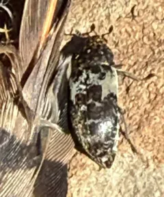 Common Carrion Beetle thumbnail 2