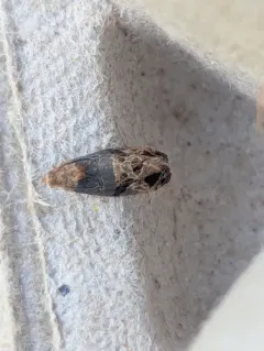 Grape Berry Moth thumbnail 4