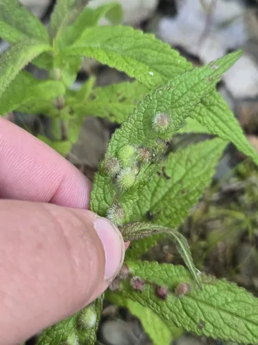 Ametrodiplosis fulvescens