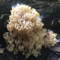 crown-tipped coral fungus thumbnail 4