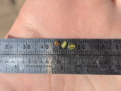 Pallas' Bugseed