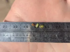 Pallas' Bugseed thumbnail 1