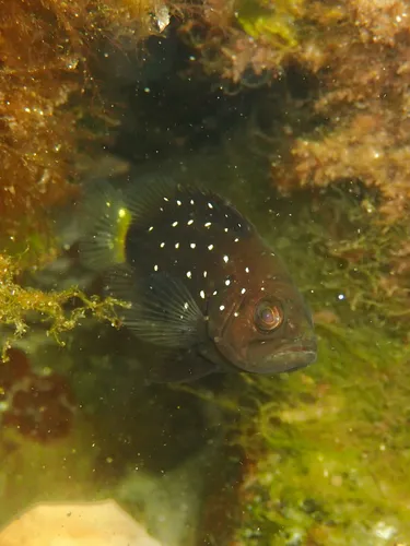 Snowy Grouper