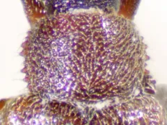Paratenetus exutus thumbnail 2