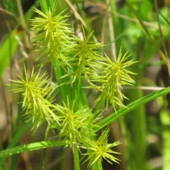 straw-colored flatsedge thumbnail 2