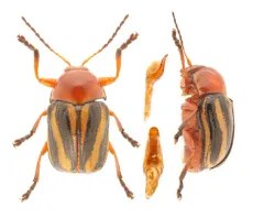 Hump-necked Cryptocephalus thumbnail 1