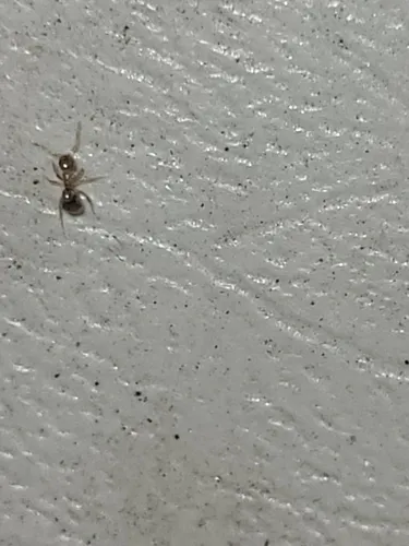 Field Crazy Ant