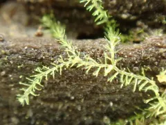 Blepharostoma arachnoideum thumbnail 1
