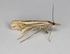 Whitmer's Grass-veneer thumbnail 2