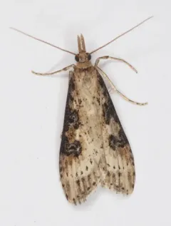 Udea itysalis thumbnail 2