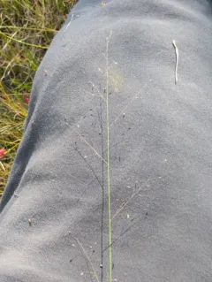 fall dropseed muhly thumbnail 2