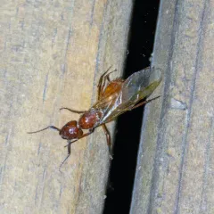 Chestnut Carpenter Ant thumbnail 1